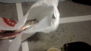 Увильды 24-25.02.2022, рыбалка на рипуса