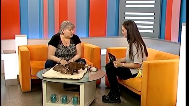 ОРИЕНТАЛЫ — КОТЯТА