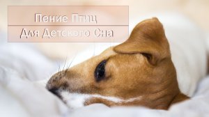 Детский сон щенят под пение птиц. Без музыки. Живой звук. Звуки природы для малышей.
