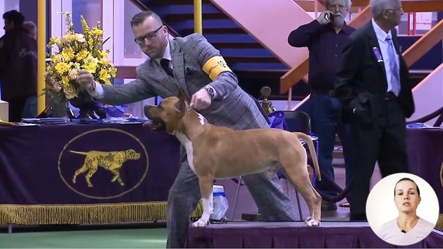 Американский Стаффордширский Терьер - ИМХО смотреть онлайн