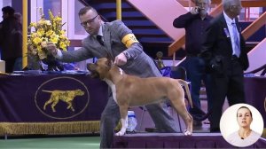 Американский Стаффордширский Терьер - ИМХО