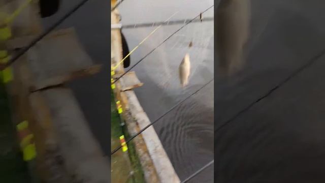 Самый большой карась "ГИГАНТ" #рыбалка #гигант #трофей #карась #днепр смотреть онлайн