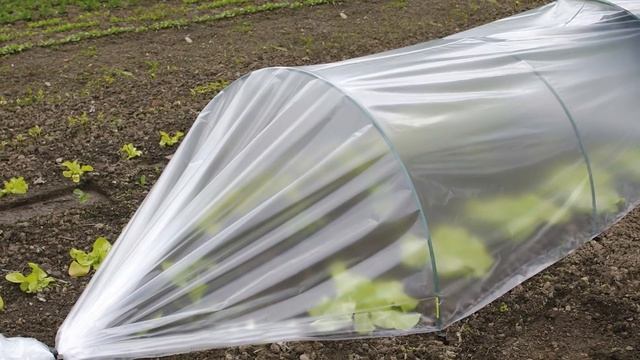 Чем заменить теплицу на участке – несколько простых и доступных вариантов смотреть онлайн