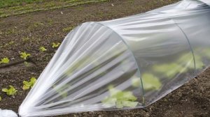 Чем заменить теплицу на участке – несколько простых и доступных вариантов