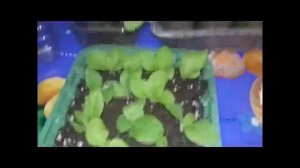 КАК СОХРАНИТЬ ПЕТУНИЮ С ОСЕНИ ДО ВЕСНЫ.