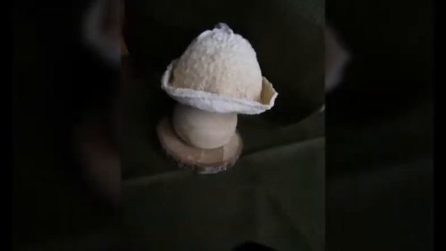 Фигуры из высушенных тыкв и кабачков #2 смотреть онлайн