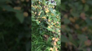 Ранет жёлтый, ранетка жёлтая ? купить саженцы питомник Велес, г Чита, Забайкальский край ?