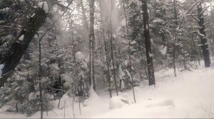 Валка деревьев клиньями!