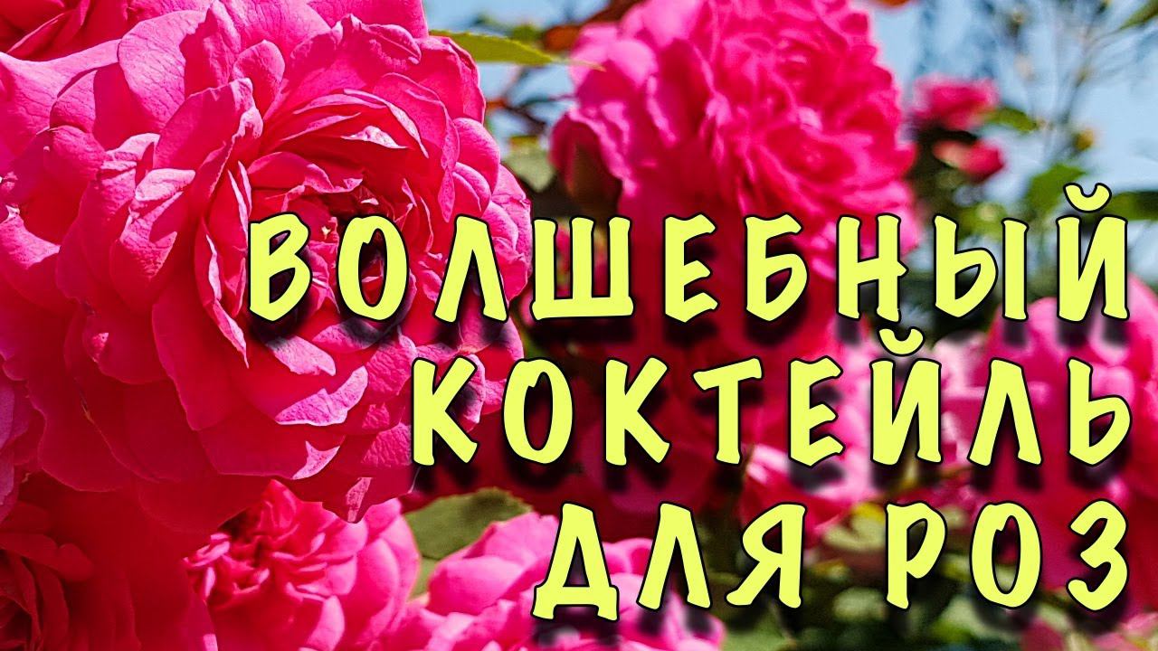 ДАЖЕ СЛАБЫЕ НАЧНУТ БЫСТРО РАСТИ! ВОЛШЕБНЫЙ коктейль 3 в 1 для ОБРАБОТКИ РОЗ в МАЕ