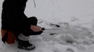 РЫБАЛКА И 33-Й . ЗИМНЯЯ ЛОВЛЯ ОКУНЯ НА БОМБОЧКУ