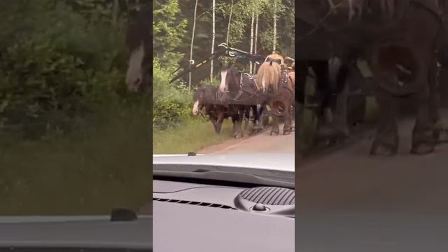 Экологический транспорт
