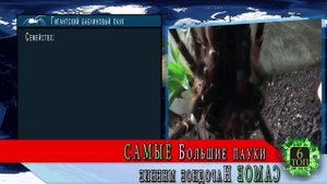 Самые большие пауки в мире | ТОП 10 самых больших в мире пауков