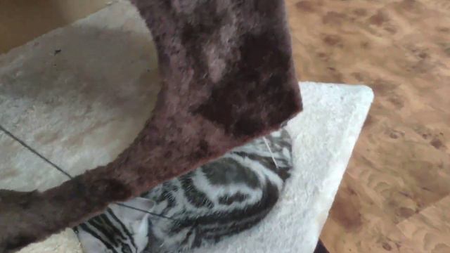 Котята Шотландской прямоухой (Scottish Straight) смотреть онлайн