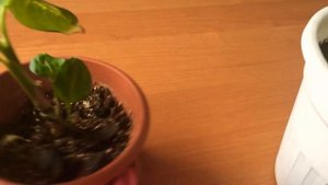 Диффенбахия