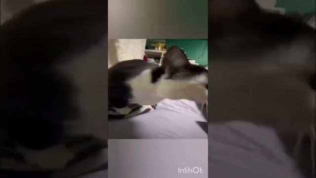 кот танцует под музон 7 минут смотреть онлайн