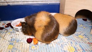 Разведение морских свинок в домашних условиях. Морские свинки – размножение, беременность и уход