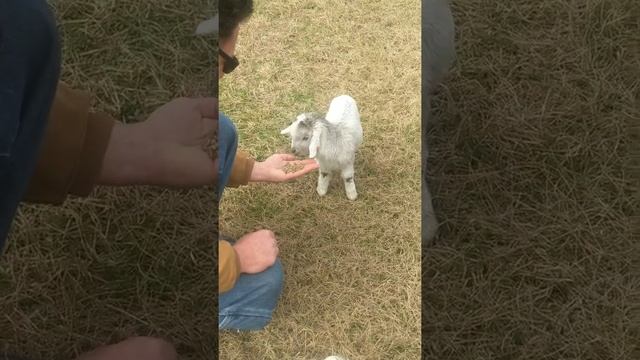 Bottle Feeding Baby Goats, Weaning. Homeschool, Homestead, Farming, Breeding, Baby Animals, Prepper