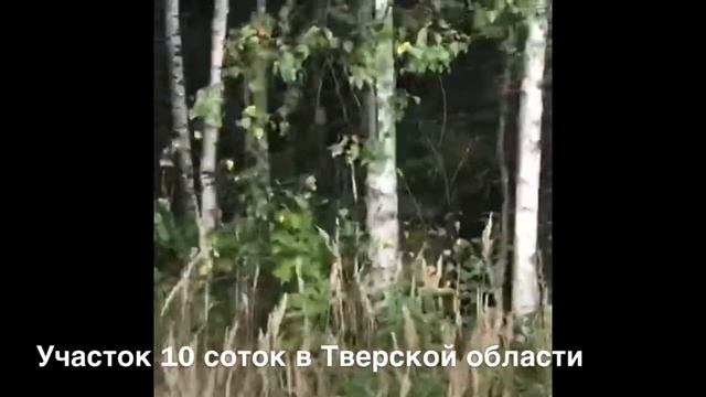 #участок #тверь #купитьучасток #борцино