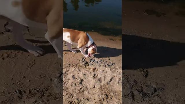 Американский бульдог смотреть онлайн