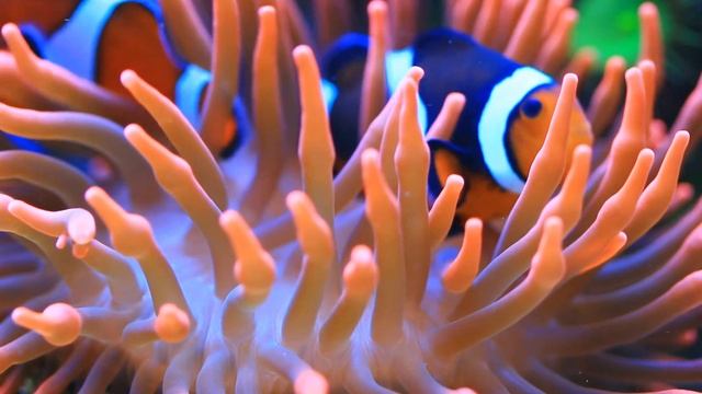 Релакс рыб клоунов в любимой актинии смотреть онлайн