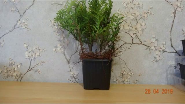 ТУЯ - ХВОЙНОЕ РАСТЕНИЕ,ПОСАДКА.УХОД