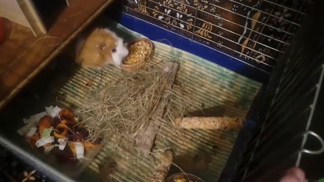 Морская свинка Элвис радуется сену. смотреть онлайн