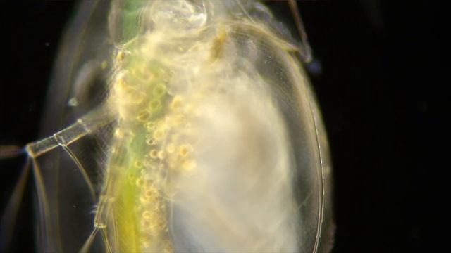 Съемка с микроскопа - Дафния смотреть онлайн