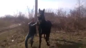 Жеребец Американский рысак иноходец