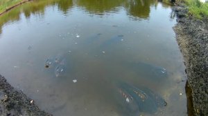 Садовый пруд на участке для рыбалки и разведение выращивание рыбы раков. Пруд своими руками на даче