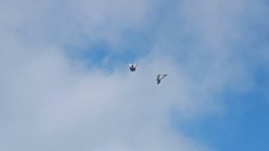 Николаевские голуби Украины. Ukrainian Home Pigeons