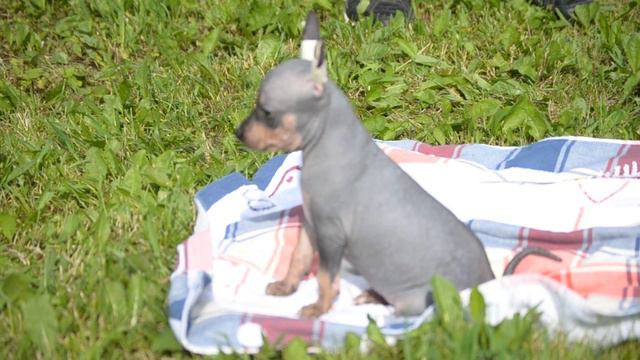 Фиджи, 7 недель смотреть онлайн