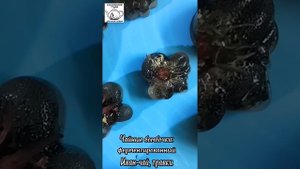 Леденцы и чайные бомбочки из изомальта