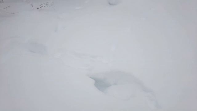 ПРОВЕРКА КАПКАНОВ НА СОБОЛЯ  ПОСЛЕ ОТПУСКА...