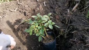ОСЕННЯЯ ПОСАДКА РОЗ В ГРУНТ | Розы в Сибири САД С РОЗАМИ