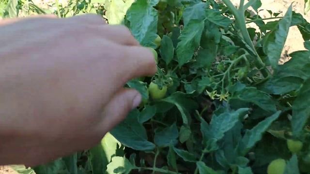 Помидоры Асвон Томат в Открытом Грунте Херсонская область смотреть онлайн