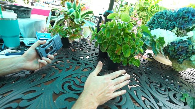 Interesting New Begonias || Plant Chat смотреть онлайн