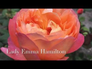 Роза Lady Emma Hamilton- роза Леди Эмма Гамильтон