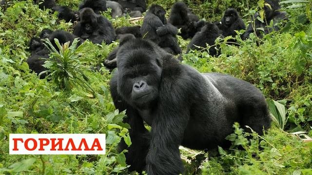 Как говорят Дикие животные и животные Африки Учим животных