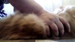 Рыжая кошка рычит,шипит,кусается.?Вычесываю кошку.