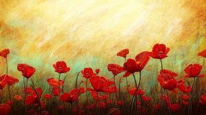 Футаж Цветы красные маки