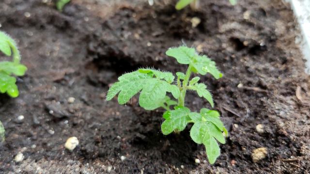 1 Ложка Под Любую Рассаду и Она Растет Очень Толстая, Низенькая и Коренастая! смотреть онлайн