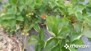 клубника Джоли.