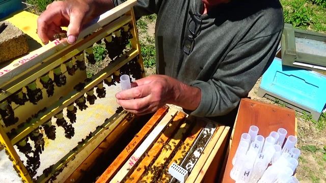 Заселение нуклеусов раздача маточников