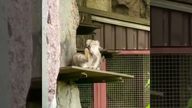 Манул Тимофей чеШется🐱🤣👀🔥👍МосковсКий зоопарК Manul Timofey itches 🐱🤣👀🔥👍Moscow Zoo смотреть онлайн