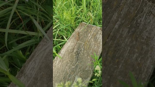 Ящерица прыткая, обыкновенная. The lizard is nimble, ordinary