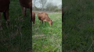 Джерсейская корова Жужа пол года спустя)