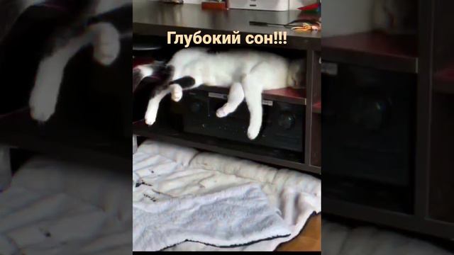 смешные котята# животный мир# юмор# смех# прикол животных# animal world# kittens# funny kittens