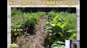 грядки Розума 2017