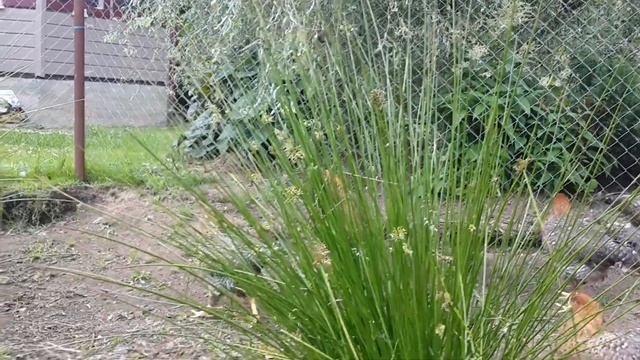 Билефельдеры: цыплятам 16 недель смотреть онлайн