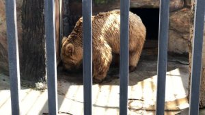 Зоопарк Екатеринбурга 2021